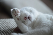 Под Саткой хозяева выбросили кота замерзать: «Белоснежный красавец погибал на помойке»