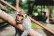 В Таиланде выявили 24 новых случая оспы обезьян