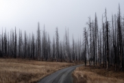 На Байкале не могут восстановить леса, сгоревшие еще в 2015 году