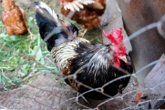 В Коми ввели карантин по птичьему гриппу: фабрика стоит, погибших птиц сожгут