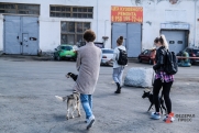 Дворцов не будет: как решают проблему с бродячими собаками в Югре