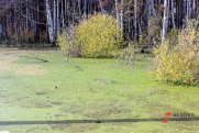 В Ульяновской области семилетний мальчик провалился в болото