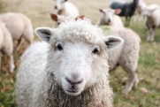 Минсельхоз разъяснил, чем с 2024 года можно маркировать коров и овец