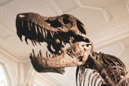 В России нашли останки хищного динозавра