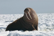 Усталый морж забрел в село на Ямале: «Приполз за помощью к людям»