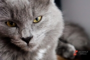 В Челябинской области умная кошка Соня спасла девочку от пожара