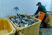 В России растет вылов рыбы