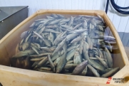 Российские рыбаки увеличили вылов на 11 %
