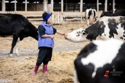 Ферма в Коми превратилась в концлагерь для коров: буренок спасают, хозяина меняют