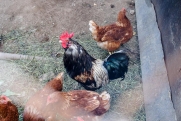 Птицефабрика в Коми восстанавливается после эпидемии и ждет первых цыплят