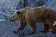 Охотовед предупредил, что медведи и тигры будут нападать на людей чаще: причины