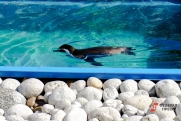 Приморский океанариум начал продавать краснокнижных пингвинов: сколько стоят