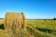 Рост заброшенных сельхозземель объяснили рекордным урожаем зерновых