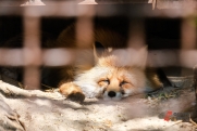 Частный зоопарк в Ленобласти заподозрили в жестоком обращении с животными