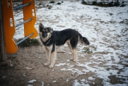 На Ямале снова травят бездомных собак: «Гибнут мучительно»