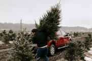 Синдром рождественской елки: почему в квартире лучше не ставить живое дерево