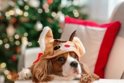 Какие новогодние украшения могут навредить животным