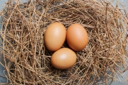 Россиянам заявили, что с высокими ценами на яйца придется смириться