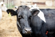 Коровы и телята погибают от истощения на ферме в Сахалинской области: стоят в стойлах с трупами
