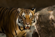 Daily Mail выпустила статью об амурских тиграх-убийцах: «Власти спасли их от вымирания»