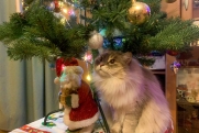 Психолог Наумова ответила, когда пора убирать новогоднюю елку