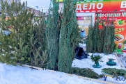 Куда можно сдать в Петербурге и Ленобласти елку на переработку
