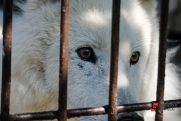 В центр города в Мурманской области пришел дикий волк