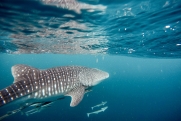 В водах египетского курорта заметили 12-метровую акулу