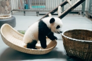 Московский зоопарк опубликовал трогательные кадры купания маленькой панды