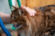 У домашней кошки в Красноярске обнаружили бешенство
