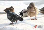 В Вологодской области будет сложнее купить домашнюю птицу