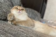 Российским школьникам предложили нарисовать эрмитажного кота: победители получат призы