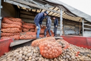 Раскрыты два способа повысить урожайность картошки