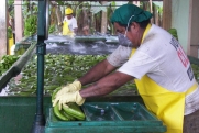 Россельхознадзор разрешил эквадорским компаниям поставлять бананы в РФ