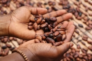 Экономист Соломин объяснил, к чему приведет дефицит какао-бобов