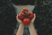 Агроном призвал не хранить томаты в холодильнике