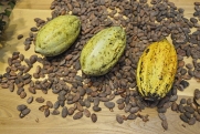 Какао-бобы подорожали в мире до рекордной отметки