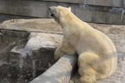 В новосибирском зоопарке увеличится стоимость льготного билета