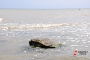 Росприроднадзор назвал причину «кипения» Азовского моря