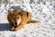 В Ханты-Мансийске мужчина убил собаку на глазах у ребенка
