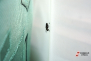 Жителей подъезда в Кузбассе атаковали насекомые