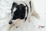 На юге Красноярского края из-за бешеной собаки ввели карантин