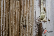 Столовая одной из школ Новокузнецка кишит тараканами