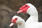 Скачки цен прогнозируют на мясо птицы
