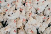 Страсти по несушкам: почему в Вологодской области на птицефабриках запрещено продавать кур