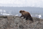 В Новосибирской области назвали районы, где уже просыпаются медведи