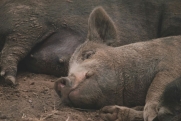 В Нагайбакском районе зафиксирована вспышка африканской чумы свиней