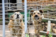 В Оренбургской области бездомных собак будут убивать по закону