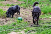 В Башкирии вырастет штраф за выгул собак без намордника