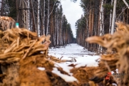 Пескодобытчики вырубили ямальского леса на 34,5 млн рублей